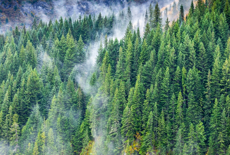 Forest Pest and Pathogen Short Course